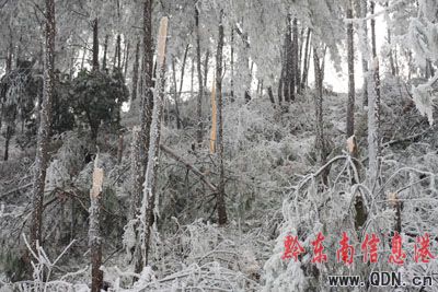 雪凝冰凍為什么偏愛黔東南?(組圖)