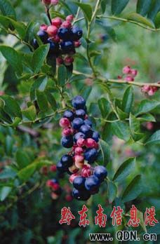 �{(l��n)�{�����ˣ��DƬ����