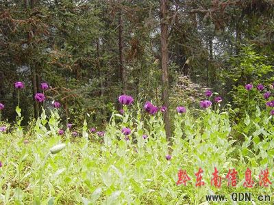 ���ۡ�K�ۡ���׽���DƬ����