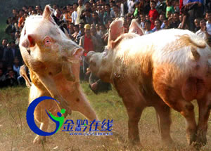 ǭ�|����ɽ�������i�����㶷ţ�����D��