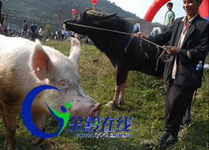 ǭ�|����ɽ�������i�����㶷ţ�����D��