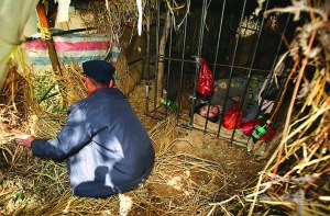 ��ٿ�����(w��)�Tʧ���l(f��)������ĸ�i�F�\(�D)