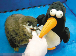 �ª����Z��������ż�����ֵ�(�M�D)