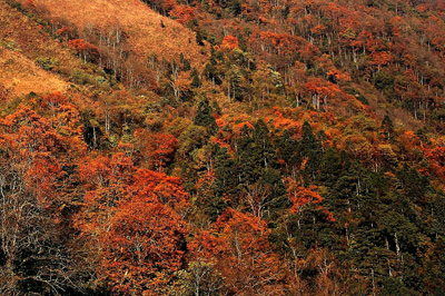 �_����ɭ���箋���D��