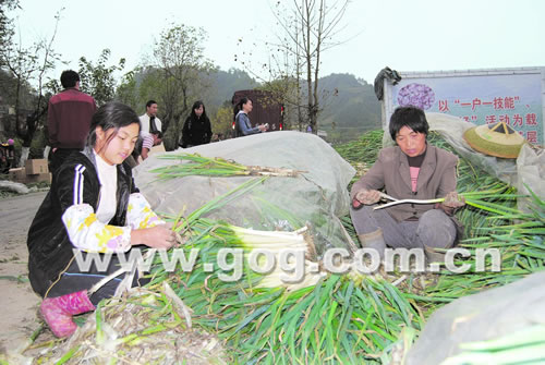 �齭�h�������߲˷Nֲ���D��