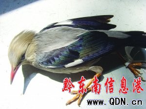 �܂�С�B���_�J�M�tԺ�����t��(�D)