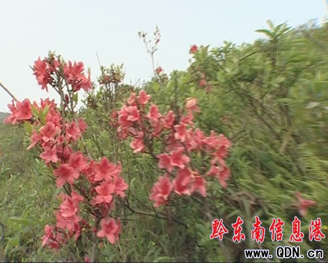 �_���݈����N���_ �A�ñ����ο���A���D��