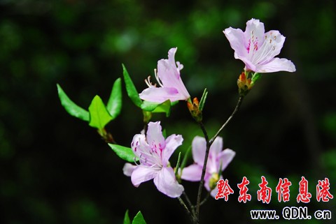 丹寨:杜鵑花開醉游人(組圖)