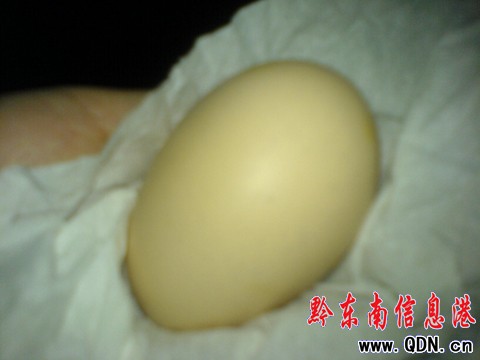 文先生遇稀罕事 養殖場里公雞會下蛋(圖)