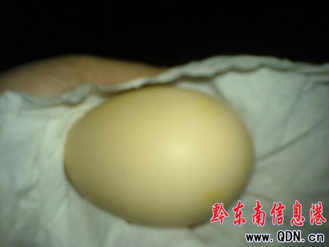 文先生遇稀罕事 養殖場里公雞會下蛋(圖)