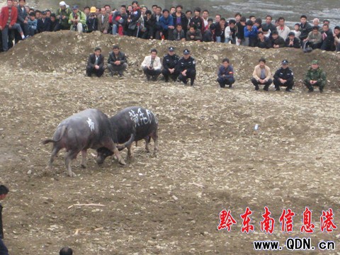 凱里三棵樹將舉辦2009年東方斗牛爭霸賽