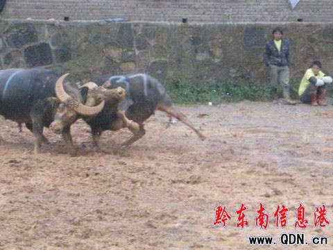 中國–貴州–黔東南東方斗牛2009爭霸賽開幕