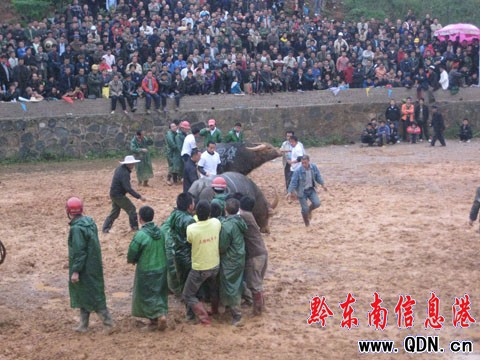 中國–貴州–黔東南東方斗牛2009爭霸賽開幕