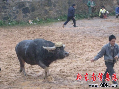 中國–貴州–黔東南東方斗牛2009爭霸賽開幕