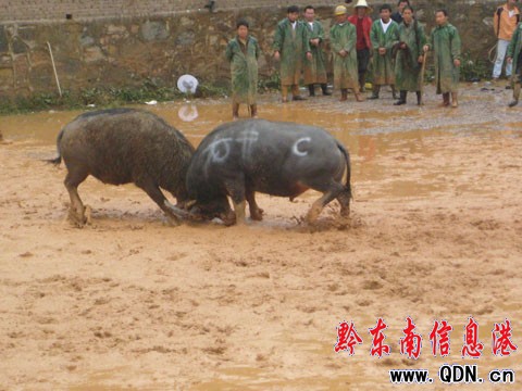 ǭ�|�ϖ|����ţ2009����ِ�M��ڶ��죨�D��