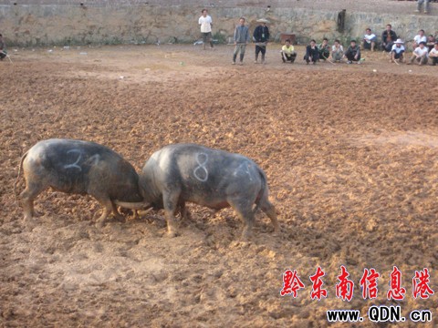 東方斗牛09爭霸賽結束 麻江牛王奪冠(圖)
