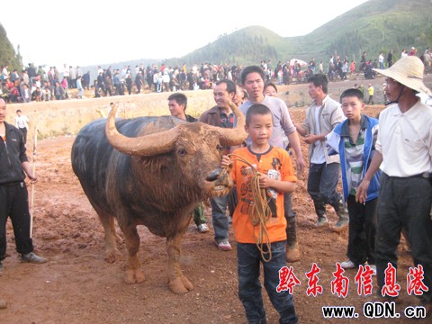 東方斗牛09爭霸賽結束 麻江牛王奪冠(圖)