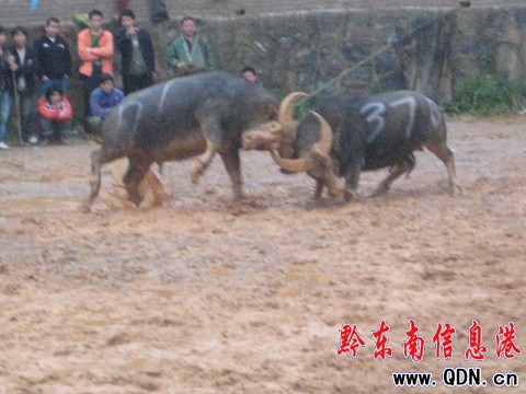 東方斗牛09爭霸賽結束 麻江牛王奪冠(圖)