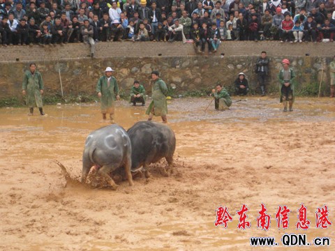 東方斗牛09爭霸賽結束 麻江牛王奪冠(圖)