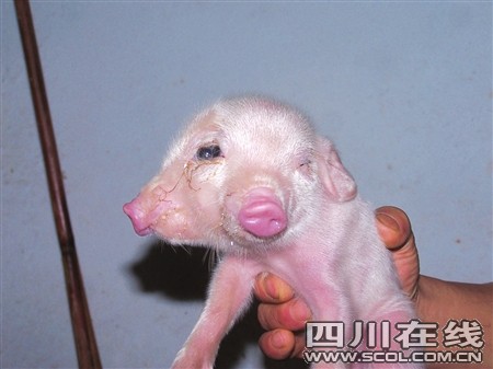 ����С�i�L��2ֻ����4ֻ�۾�(�D)