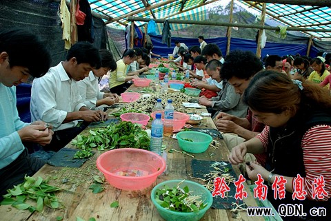 黎平推廣油茶新品種為油茶產(chǎn)業(yè)注活力(圖)