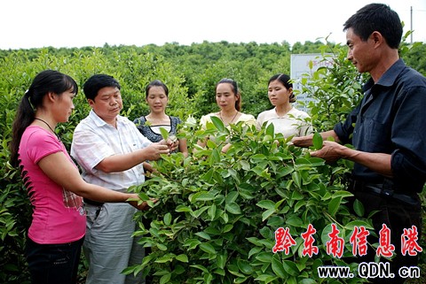 黎平推廣油茶新品種為油茶產(chǎn)業(yè)注活力(圖)