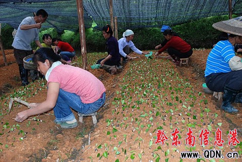 黎平推廣油茶新品種為油茶產(chǎn)業(yè)注活力(圖)