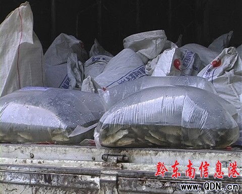 臺江一萬條冷水魚苗在深山苗寨展歸村落戶