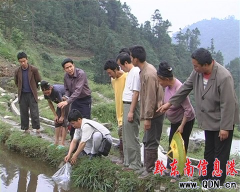 臺江一萬條冷水魚苗在深山苗寨展歸村落戶