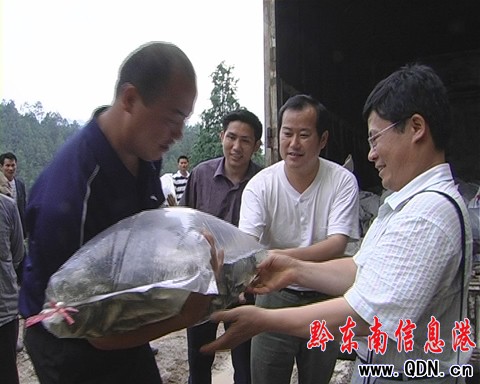 臺江一萬條冷水魚苗在深山苗寨展歸村落戶