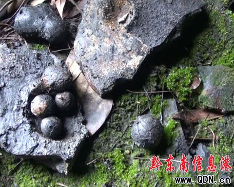 ����h�l(f��)�F(xi��n)����ġ�ʯ�^�������D��