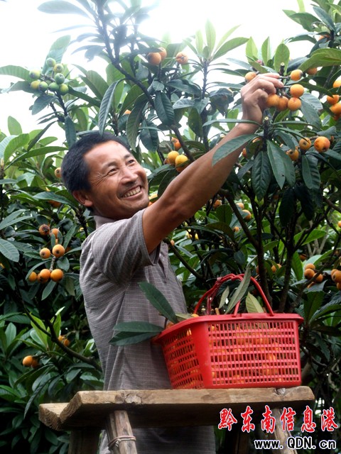 臺(tái)江縣革一鄉(xiāng)枇杷經(jīng)濟(jì)鼓了農(nóng)民腰包(圖)