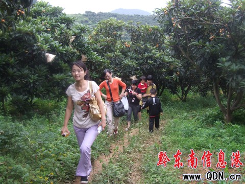 臺(tái)江縣革一鄉(xiāng)枇杷經(jīng)濟(jì)鼓了農(nóng)民腰包(圖)