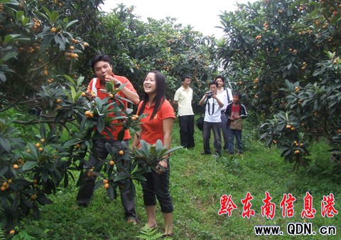 臺(tái)江縣革一鄉(xiāng)枇杷經(jīng)濟(jì)鼓了農(nóng)民腰包(圖)