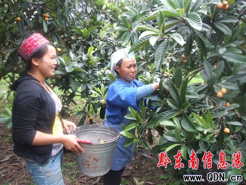 臺(tái)江縣革一鄉(xiāng)枇杷經(jīng)濟(jì)鼓了農(nóng)民腰包(圖)