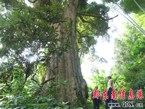 500�q��������� �F(xi��n)���\��ɽ�֣��D��