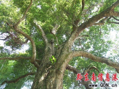 500�q��������� �F(xi��n)���\��ɽ�֣��D��