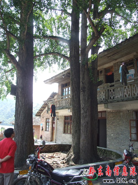 怪!錦屏發現百年“銀杏家庭”(圖)