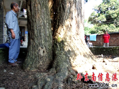 怪!錦屏發現百年“銀杏家庭”(圖)