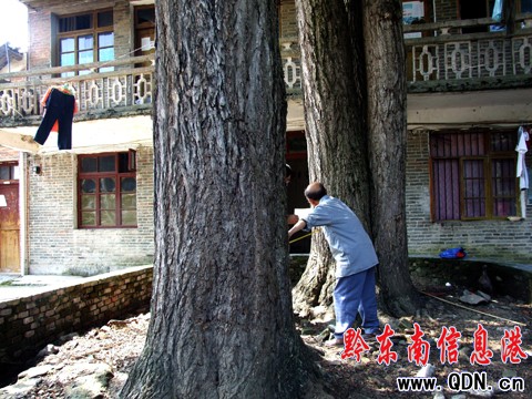 怪!錦屏發現百年“銀杏家庭”(圖)