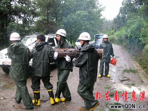 施秉:狂風吹倒大樹 阻斷景區公路(組圖)