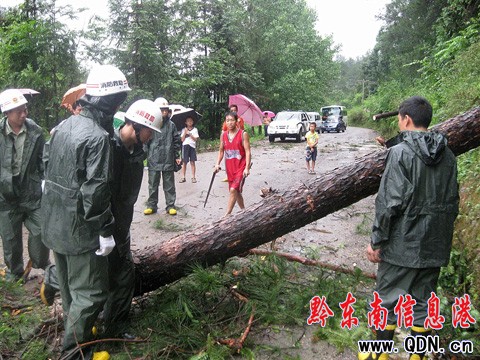 施秉:狂風吹倒大樹 阻斷景區公路(組圖)
