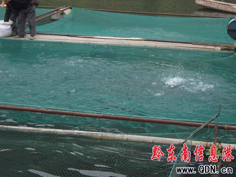 “仰阿莎湖”水產養殖帶動移民增收(組圖)