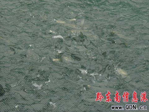 “仰阿莎湖”水產養殖帶動移民增收(組圖)