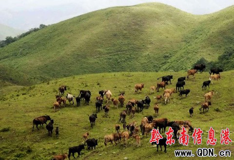 臺江:萬畝草場“放敞牛”(組圖)