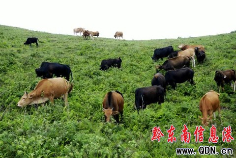 臺江:萬畝草場“放敞牛”(組圖)