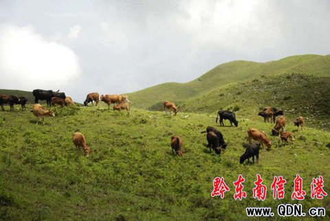 臺江:萬畝草場“放敞牛”(組圖)