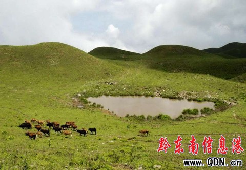 臺江:萬畝草場“放敞牛”(組圖)