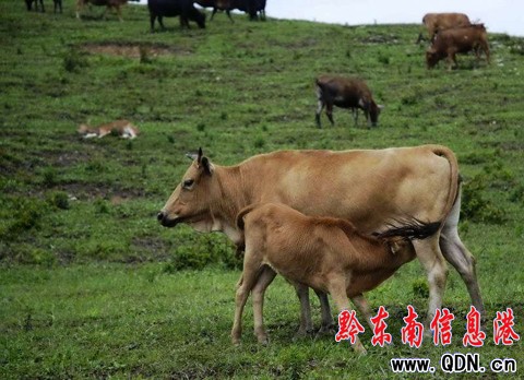 臺江:萬畝草場“放敞牛”(組圖)