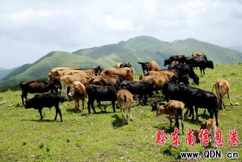 臺江:萬畝草場“放敞牛”(組圖)